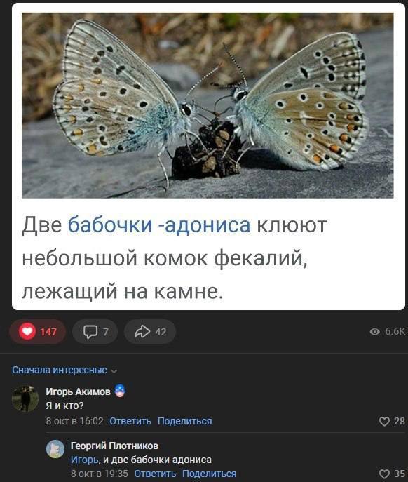 VAN Две бабочки -адониса клюют небольшой комок фекалий, лежащий на камне. Игорь Акимов Я Георгий Плотников ‚и две бабочки адониса