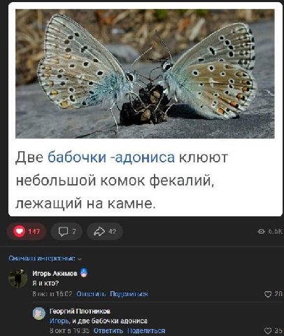VAN Две бабочки -адониса клюют небольшой комок фекалий, лежащий на камне. Игорь Акимов Я Георгий Плотников ‚и две бабочки адониса