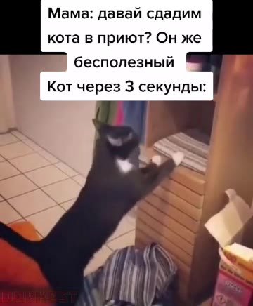 Мама: давай сдадим кота в приют? Он же бесполезный Кот через 3 секунды: