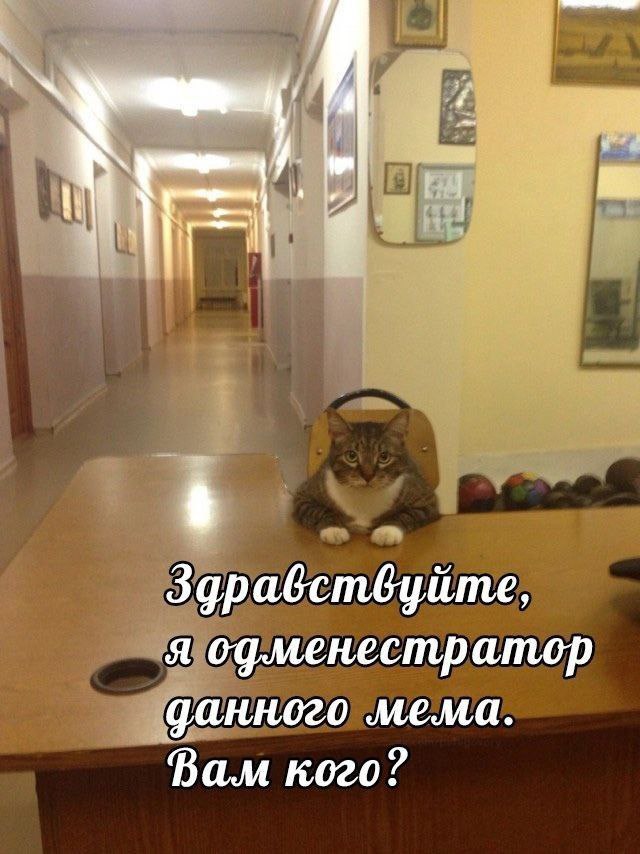 Здравствуйте, я од.менестратор мема. Вам кого?