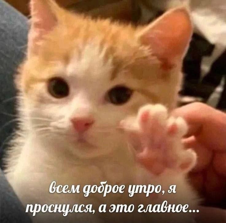 всем додрое утро, я проснулся, а это главное