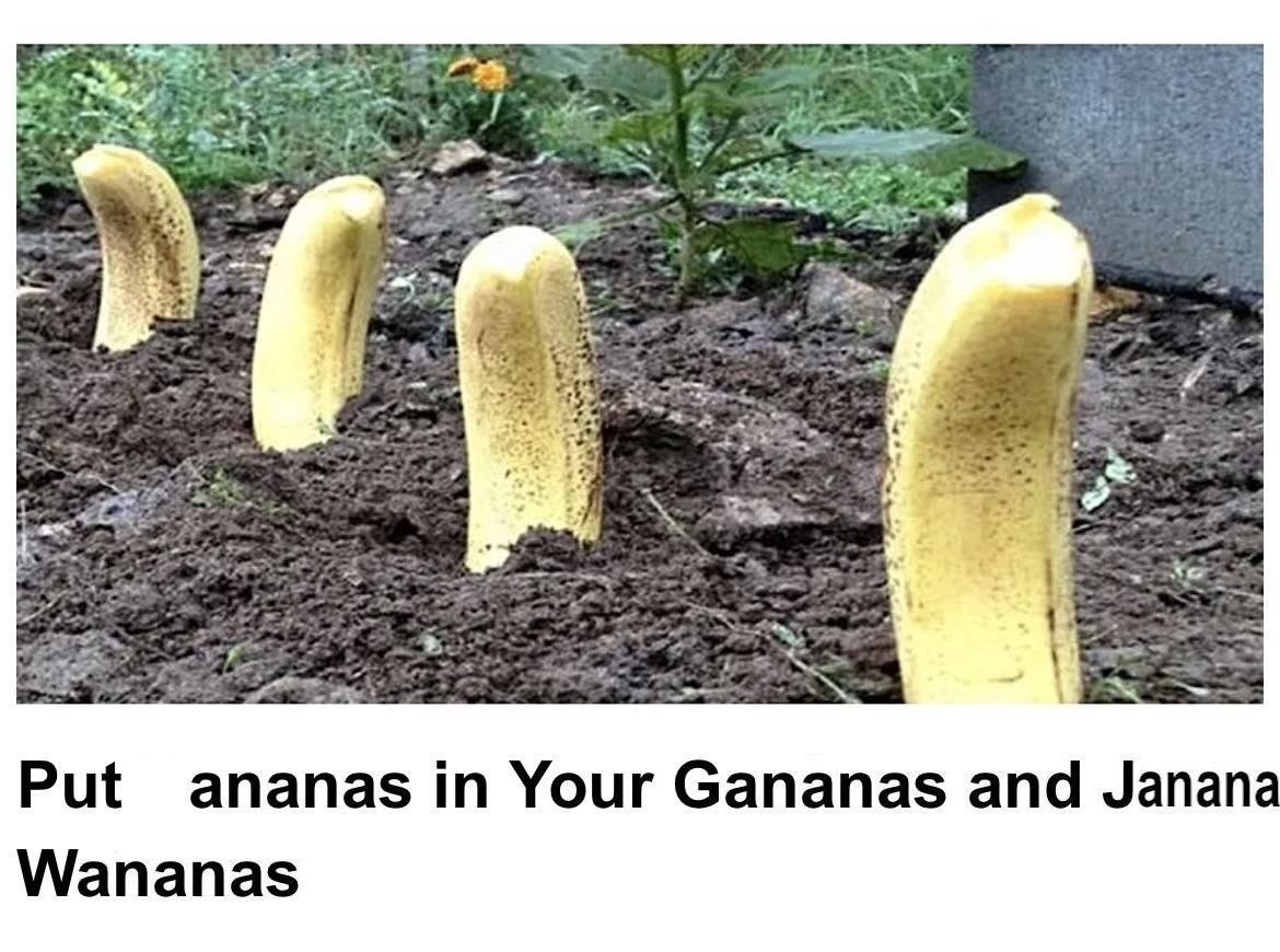 alt Put ananas Your Gananas and Janan Wananas