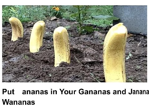 alt Put ananas Your Gananas and Janan Wananas