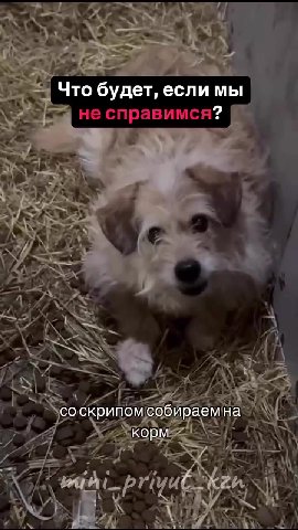 Последнее время приюту и правда очень тяжело. 

Сначала животные - один за другим выдают болячки, проблемы, требуют срочных и неотложных операций и обследований. А потом «добивает» отсутствие денег на