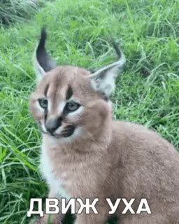 УДВИЖУХА —