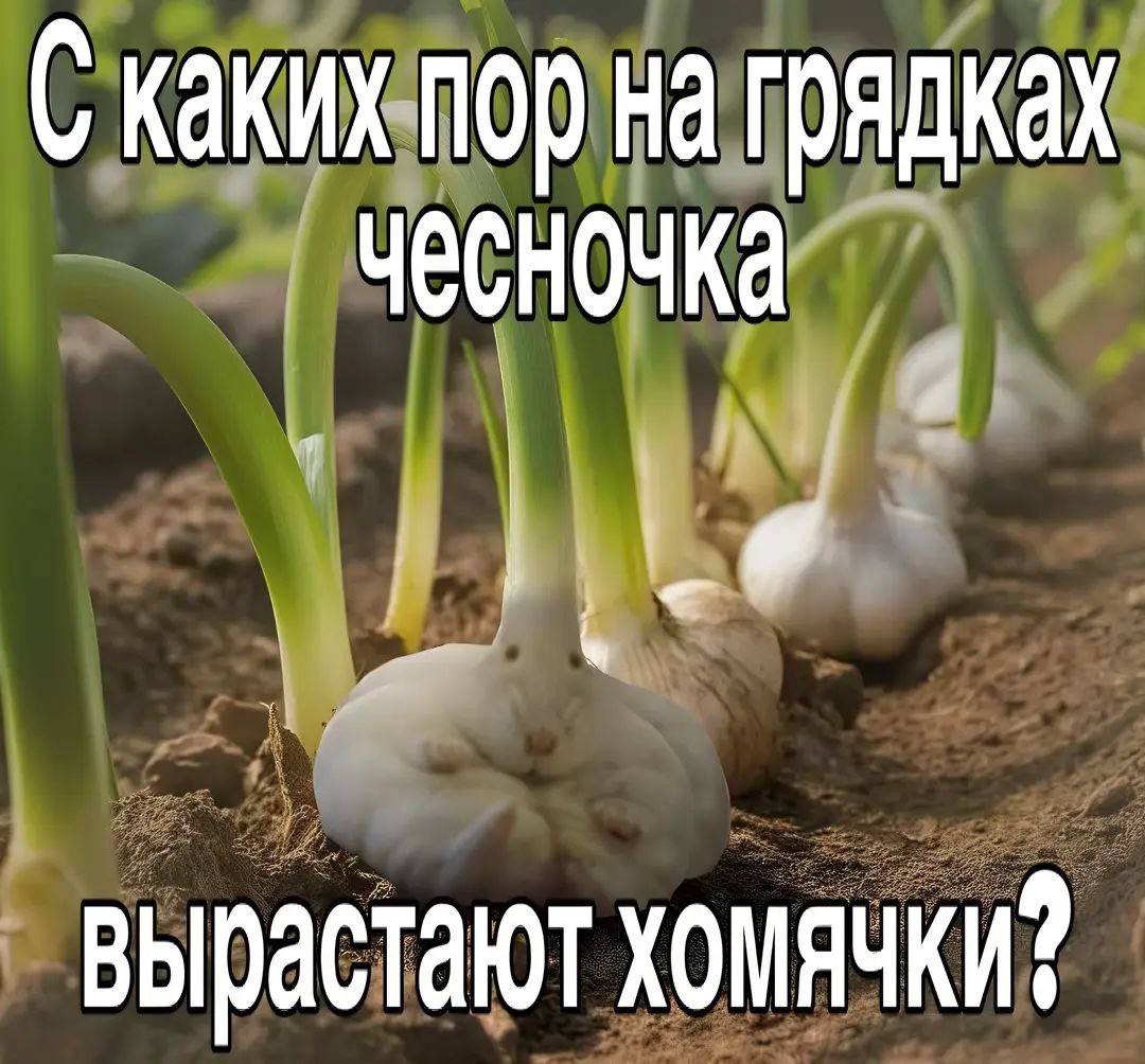 С каких пор на грядках чесночка вырастают хомячки?