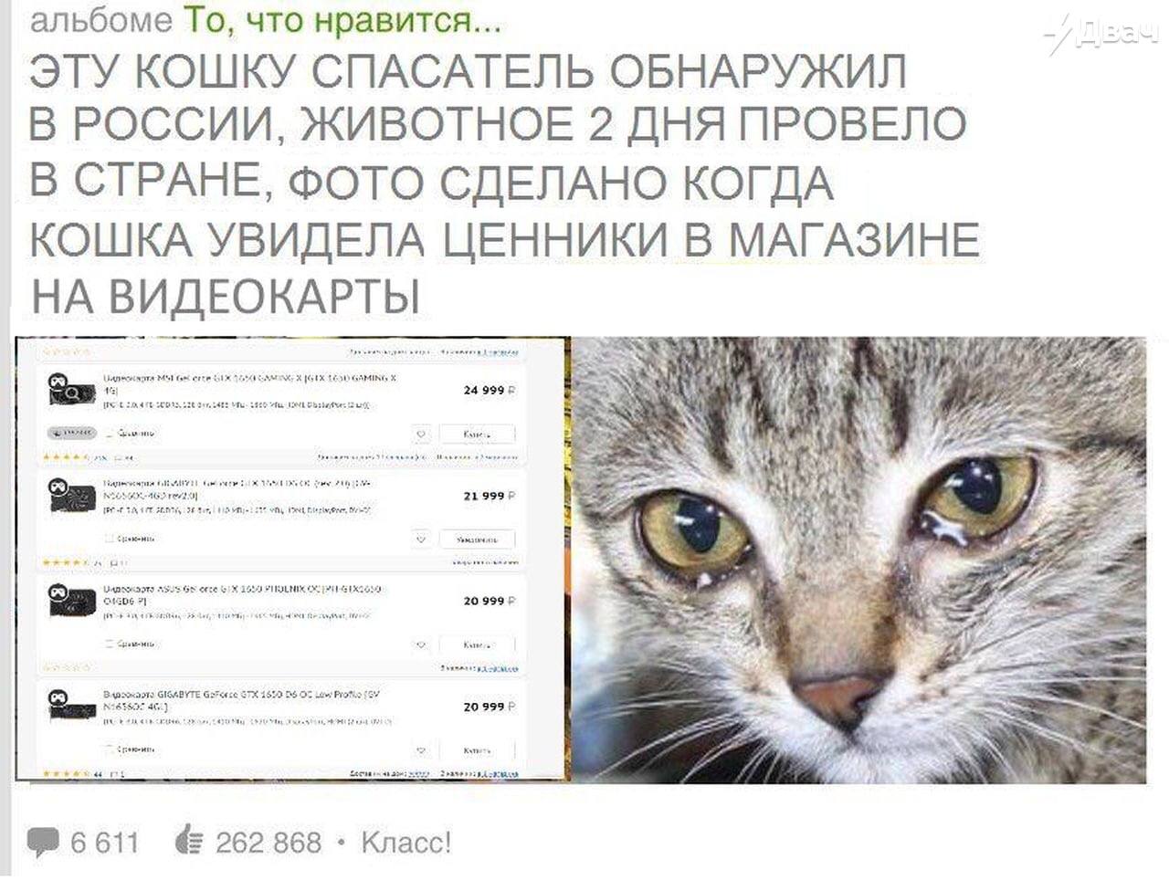 альбоме То, что нравится... ЭТУ КОШКУ СПАСАТЕЛЬ ОБНАРУЖИЛ В РОССИИ, ЖИВОТНОЕ 2 ДНЯ ПРОВЕЛО В СТРАНЕ, ФОТО СДЕЛАНО КОГДА КОШКА УВИДЕЛА ЦЕННИКИ В МАГАЗИНЕ НА ВИДЕОКАРТЫ <3 №6611 {262 868 Класс!