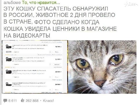 альбоме То, что нравится... ЭТУ КОШКУ СПАСАТЕЛЬ ОБНАРУЖИЛ В РОССИИ, ЖИВОТНОЕ 2 ДНЯ ПРОВЕЛО В СТРАНЕ, ФОТО СДЕЛАНО КОГДА КОШКА УВИДЕЛА ЦЕННИКИ В МАГАЗИНЕ НА ВИДЕОКАРТЫ <3 №6611 {262 868 Класс!