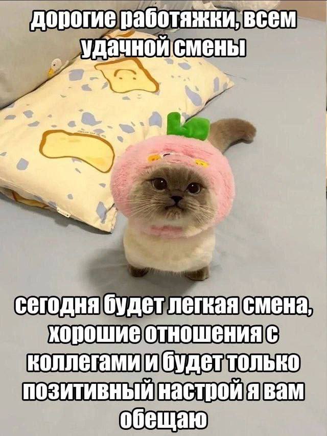 дорогие работяжки, всем удачнойсмены сегодня будет легкая смена, хорошие отношения с коллегами и будет только позитивный настрой я вам обещаю