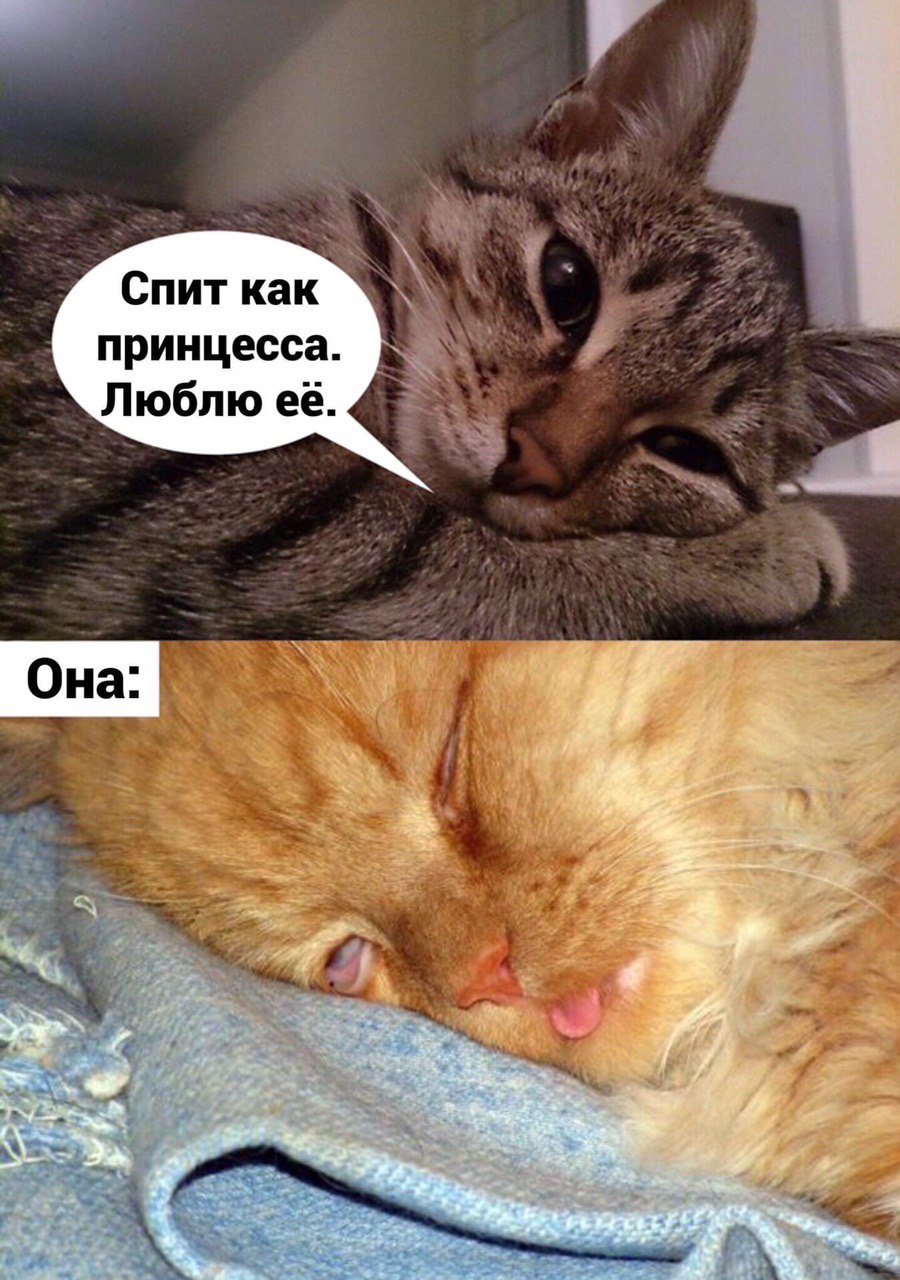 Спит как ANS принцесса. 7. Люблю её. У Она
