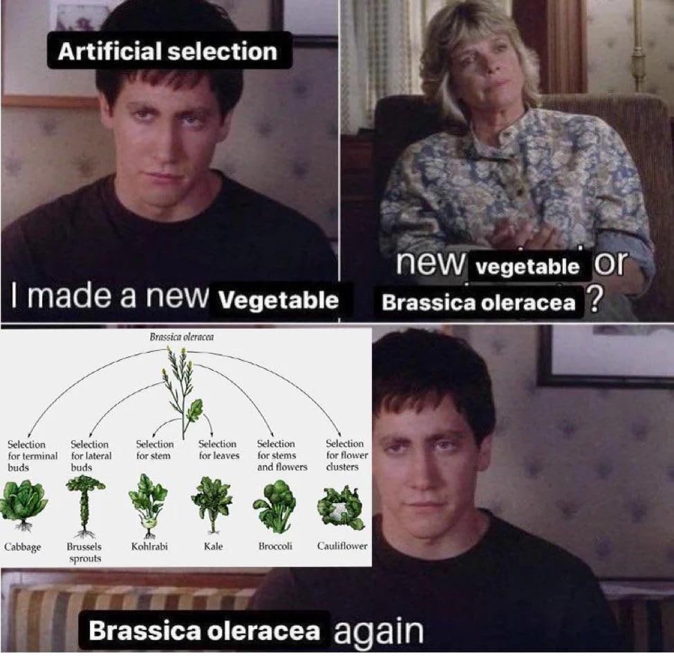 Artificial selection NEW vegetable OF made anew Vegetable Brassica oleracea Brassica oleracea a и Selection Selection Selection Selection: Selection Selection forterminal lateral for stem for for for 
