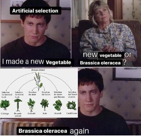 Artificial selection NEW vegetable OF made anew Vegetable Brassica oleracea Brassica oleracea a и Selection Selection Selection Selection: Selection Selection forterminal lateral for stem for for for 