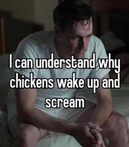 can understand why chickens wake up and scream