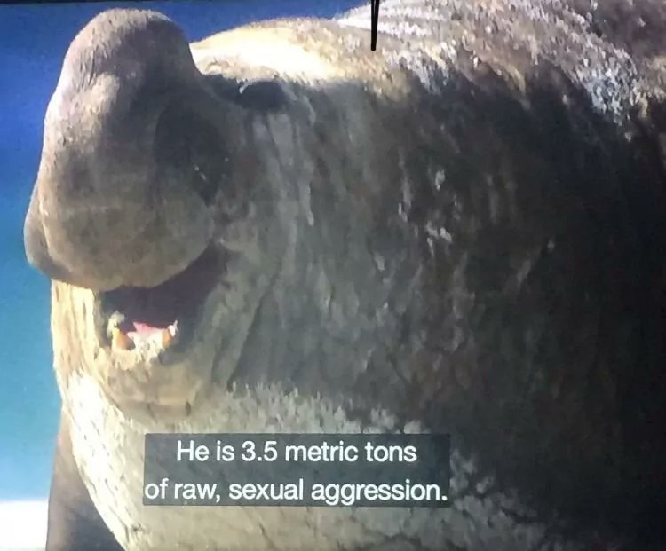 Не is 3.5 metric tons of raw, sexual aggression.