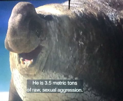 Не is 3.5 metric tons of raw, sexual aggression.