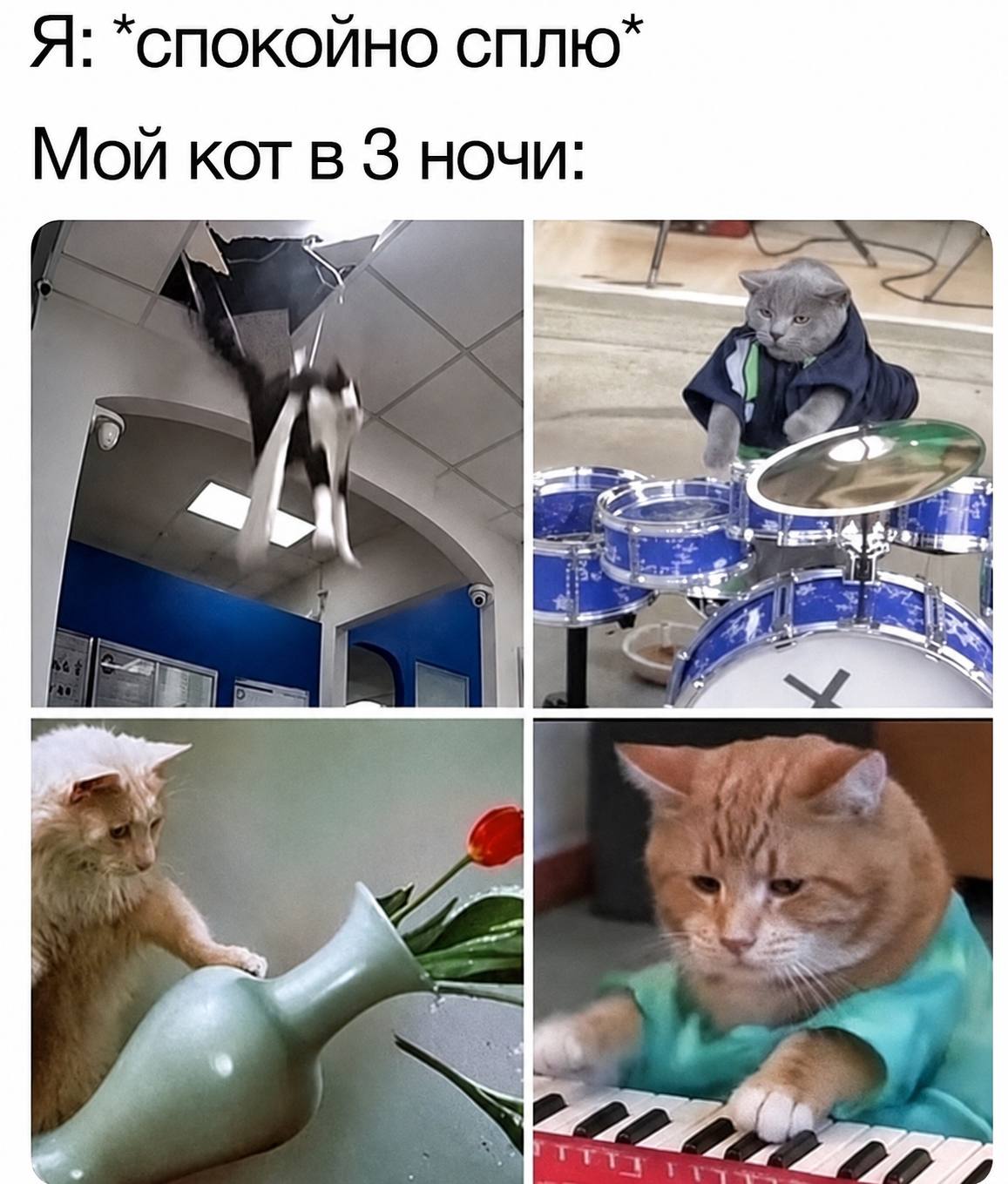 Я: *CNOKONHO Мой кот в 3 ночи: i 1