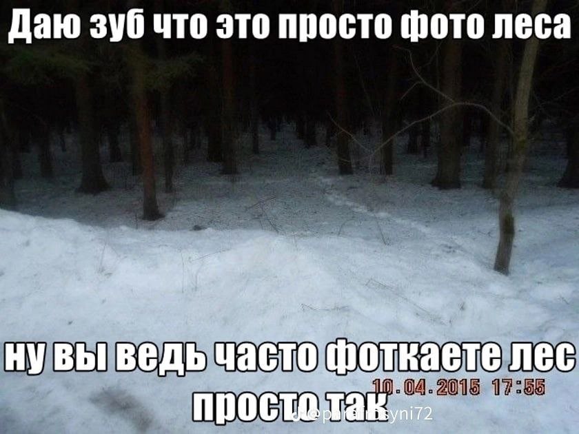Даю зуб что это просто фото леса нувы ведь часто фоткаете лес