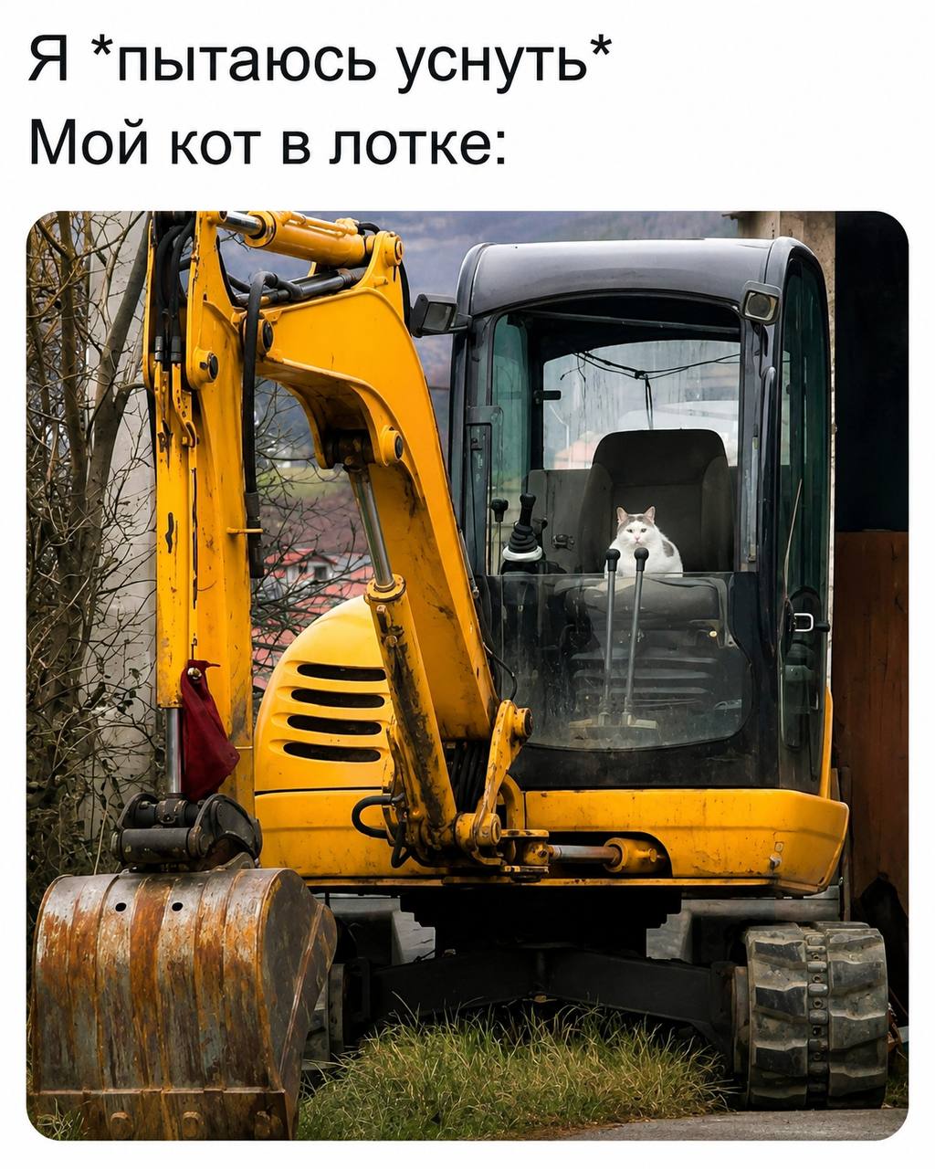 Я *пытаюсь уснуть* Мой кот в лотке: