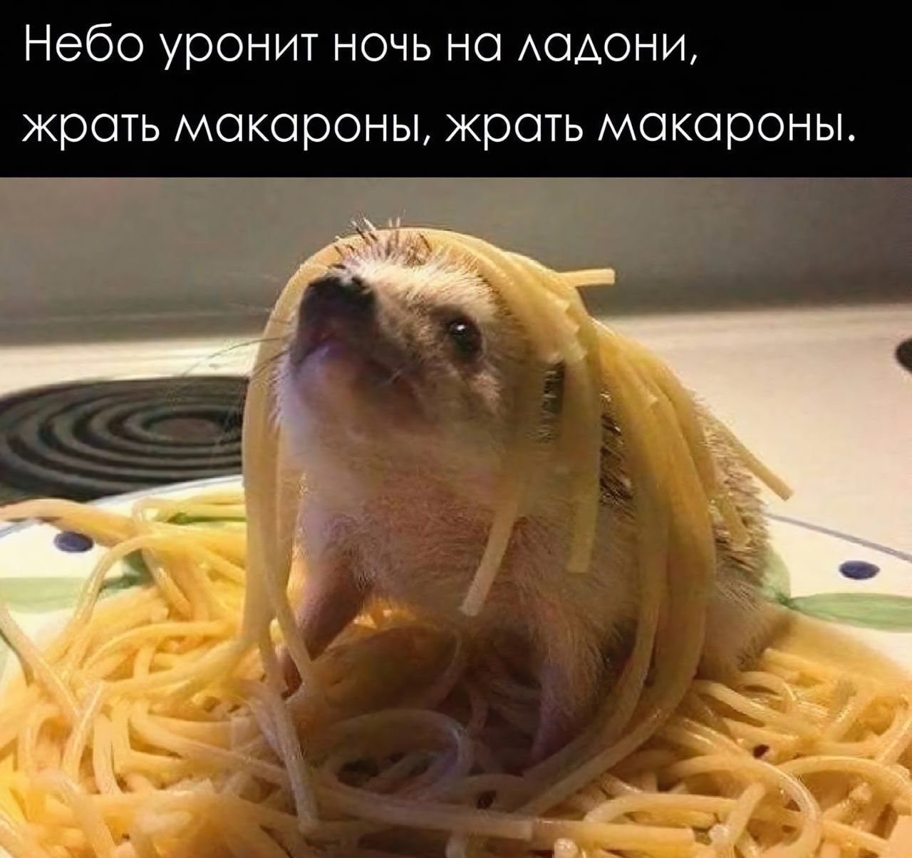 Небо уронит ночь на ладони, жрать макароны, жрать макароны.