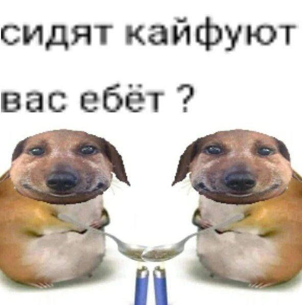 сидят кайфуют вас ебет
