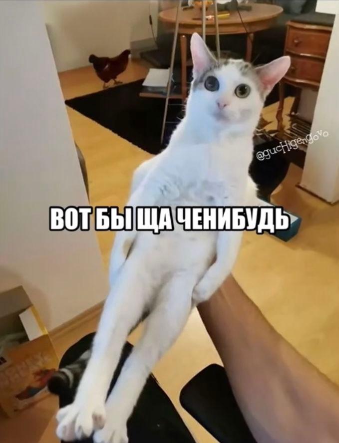 ВОТБЫЩА ЧЕНИБУДЬ