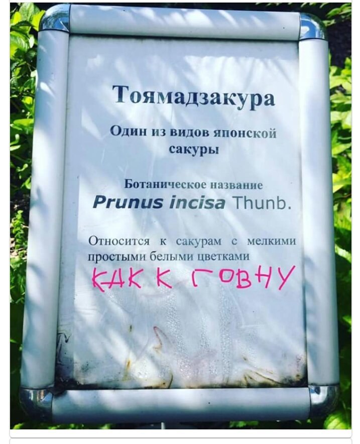 Гоямадзакура Один из видов японской сакуры 2") Ботаническое название Prunus incisa Thunb. Относится К сакурам с мелкими простыми белыми цветками к a