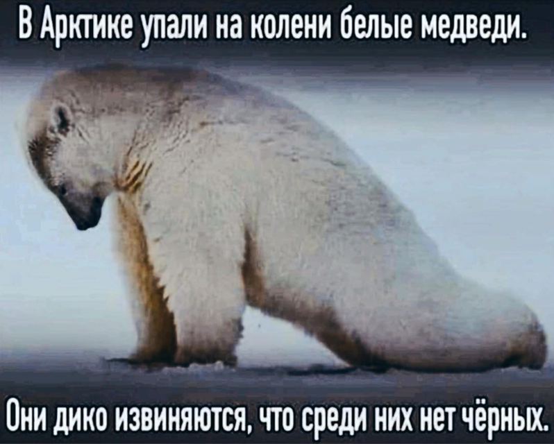 В Арктике упали на колени белые медведи. Они дико извиняются, что среди них нет черных.