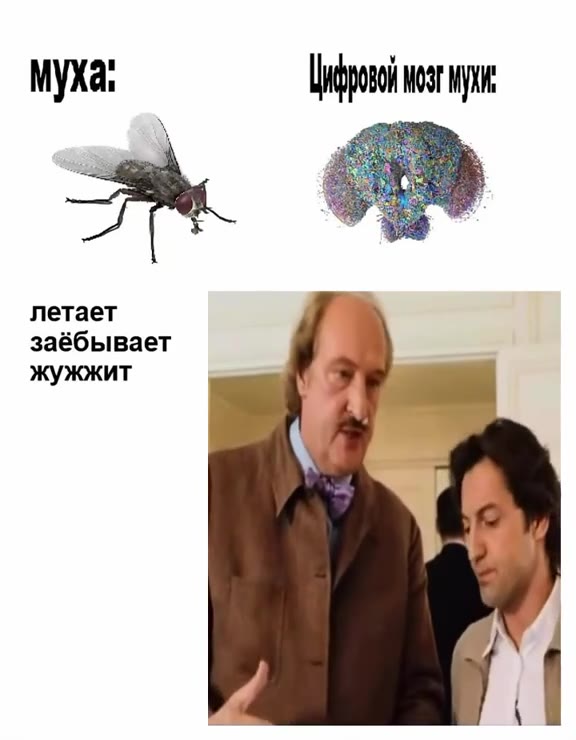 муха: Цифровой wear мужи заёбывает жужжит ак муха: фрай wea yo