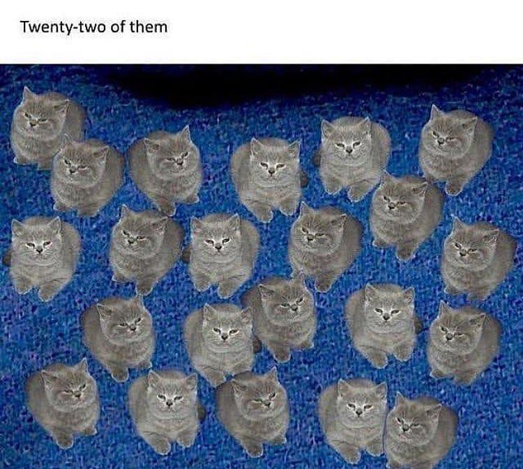Twenty-two of them