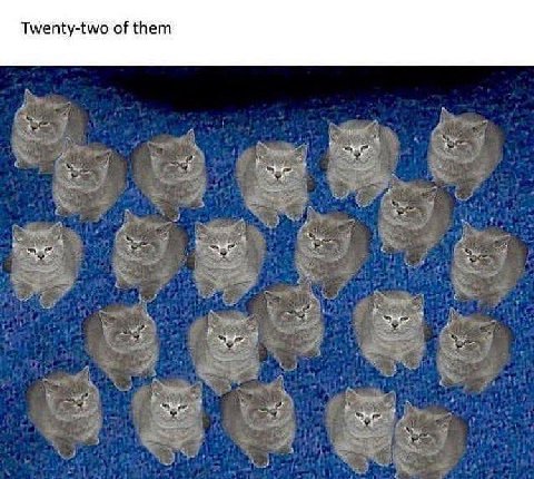 Twenty-two of them