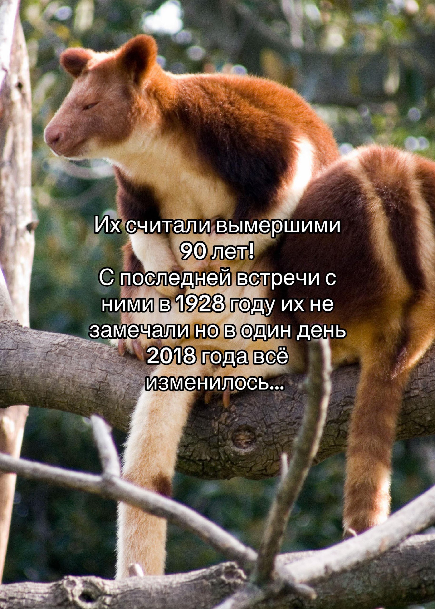 считали вымершими 90 лет! С побледней встречи с ними в 1928 году не замечали но в один день В 2018 года всё