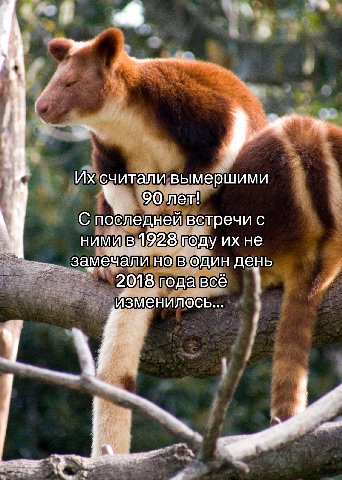 считали вымершими 90 лет! С побледней встречи с ними в 1928 году не замечали но в один день В 2018 года всё