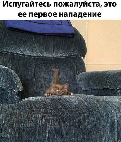 Испугайтесь пожалуйста, это ее первое нападение
