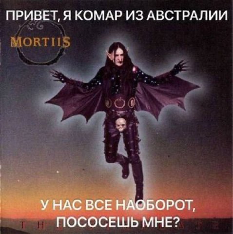 ПРИВЕТ, Я КОМАР ИЗ АВСТРАЛИИ УНАС ВСЕ НАОБОРОТ, ПОСОСЕШЬ МНЕ?