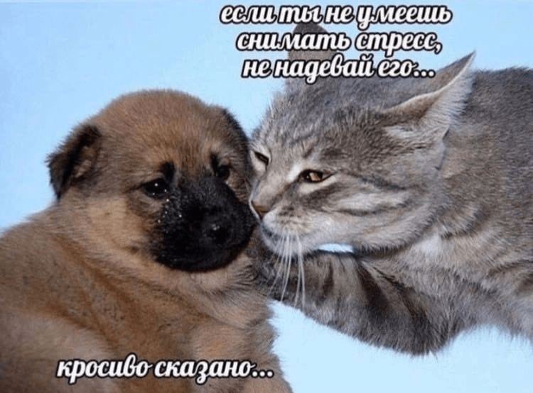 iad CMPCCC 03 Hage кросибо сказано