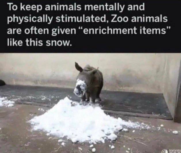 То keep animals mentally and physically stimulated. Zoo animals are often given “enrichment items like this snow.