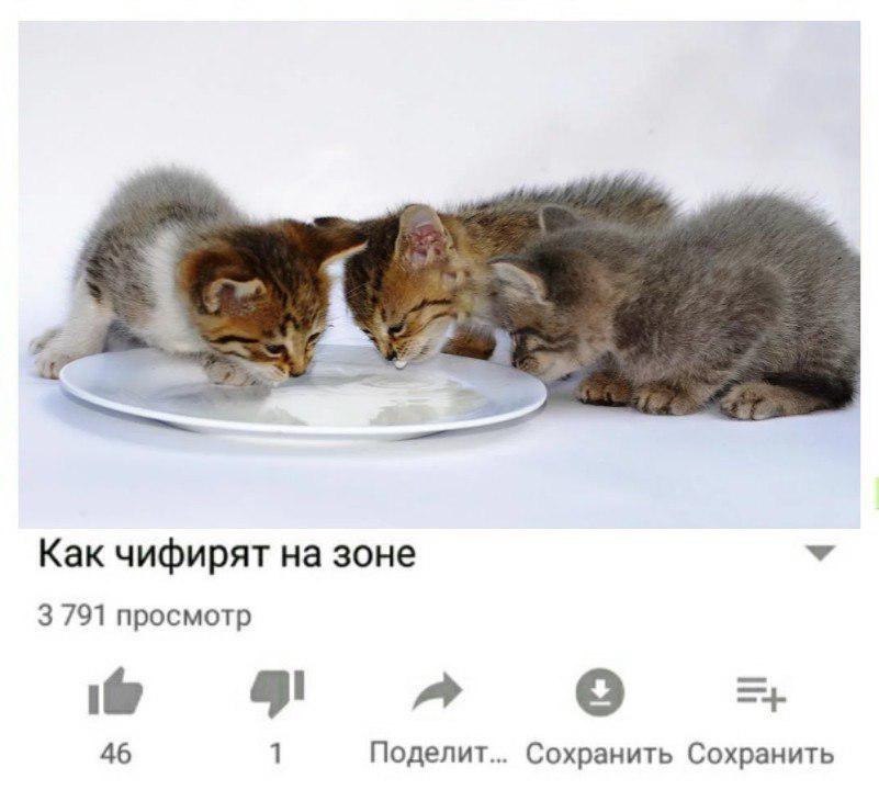 Как чифирят на зоне 3 791 просмотр i 46 1 Поделит... Сохранить Сохранить