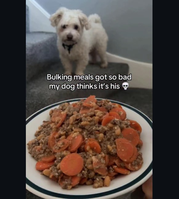 Bulking meals got so bad my dog thinks it’s his