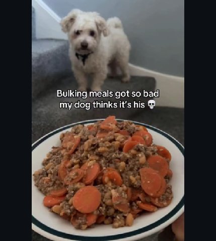 Bulking meals got so bad my dog thinks it’s his