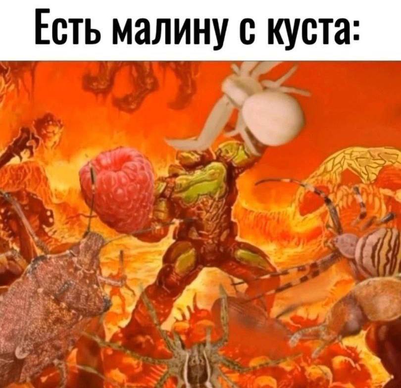 Есть малину с куста:
