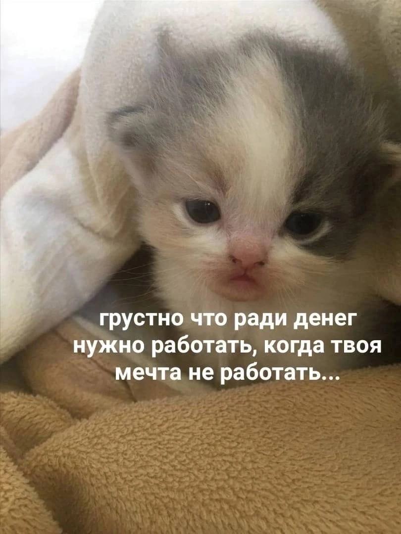 грустно что ради денег нужно работать, когда твоя мечта не работать...