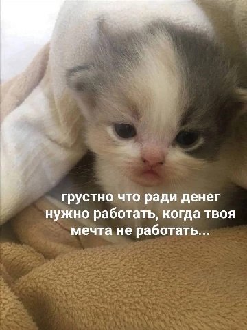 грустно что ради денег нужно работать, когда твоя мечта не работать...