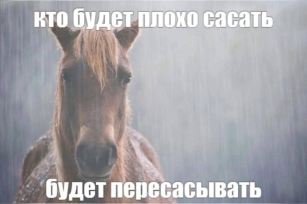 кто будет плохо сасать будет пересасывать