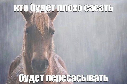 кто будет плохо сасать будет пересасывать