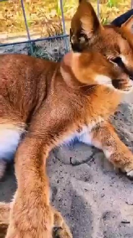 мем