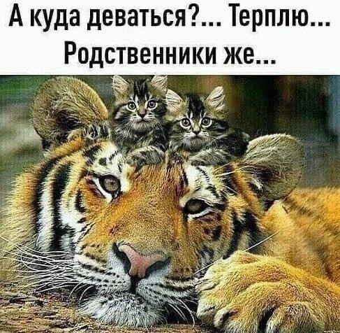 А куда деваться?... Терплю... Родственники же... 2