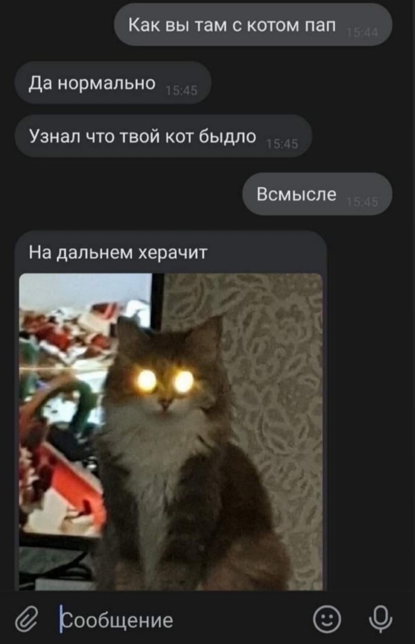 Как вы там с котом пап Да нормально Узнал что твой кот быдло Всмысле На дальнем херачит