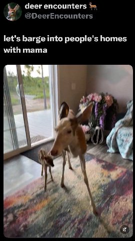 deer encounters let's barge into people's homes with mama у