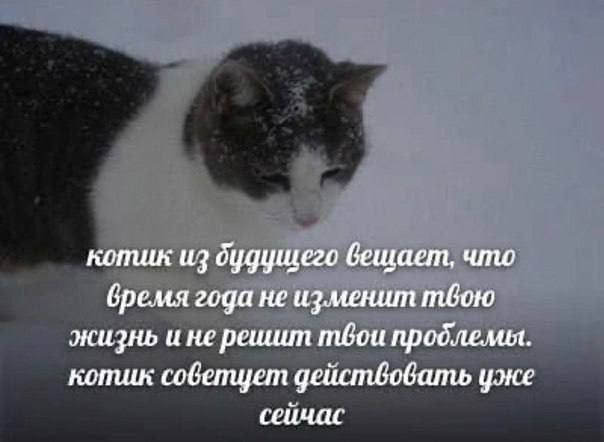 котик из будущего вещает, что время года не изменит твою жизнь и не решиип твои котик советцет действовать уже сейчас