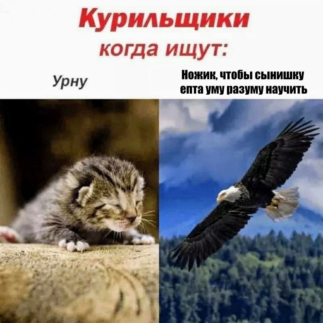 Курильщики когда ищут: Ножик, чтобы сынишку ну епта уму разуму научить 7